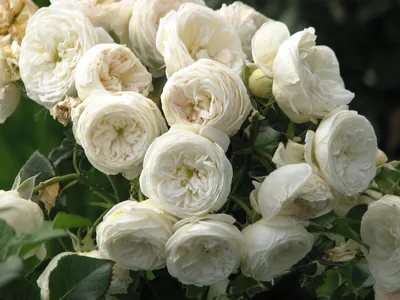 Роза артемис: фотография красивого цветка
