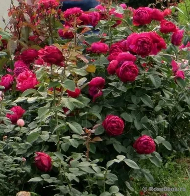 Фото розы аскот в формате jpg