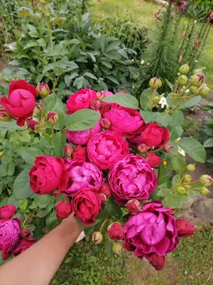 Фотография розы аскот для фоторамки