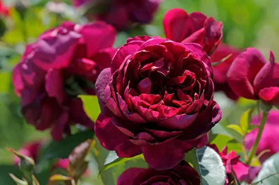 Впечатляющая роза аскот на фотографии