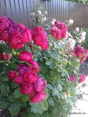 Фото розы аскот: выберите нужный размер