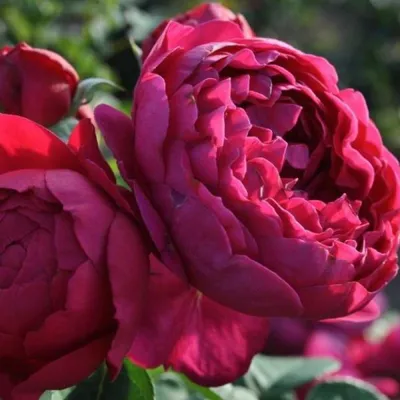 Красивая роза аскот на фотообоев