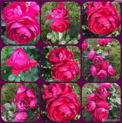 Фотка розы аскот для использования в садоводстве