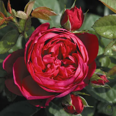 Фотография розы аскот в формате webp
