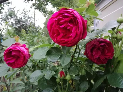 Фото розы аскот в натуральных тонах