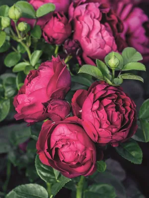 Разнообразные размеры фото розы аскот