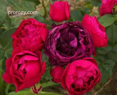 Изображение розы аскот с яркими красками