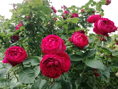 Фото розы аскот: выбор формата изображения