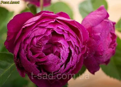 Фотография розы аскот для оформления букета