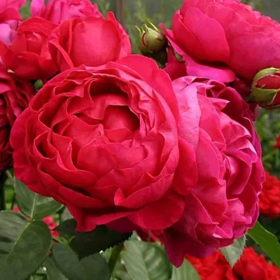 Фотка розы аскот в формате, удобном для дизайна