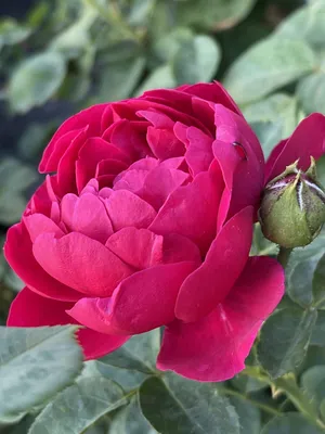 Фото розы аскот с эффектом размытости