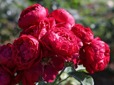 Изображение розы аскот в высоком разрешении для печати