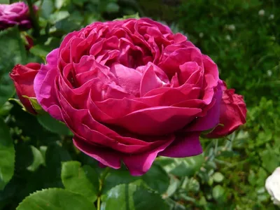 Роза аскот на привлекательном фото