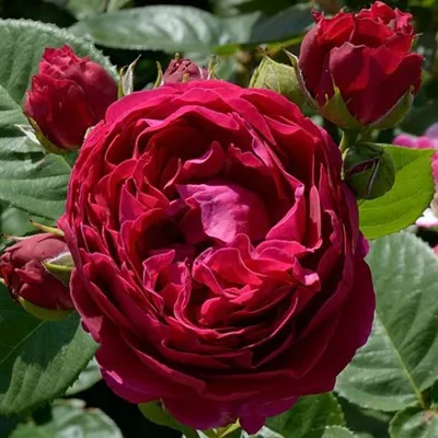 Фото розы аскот с натуральными оттенками
