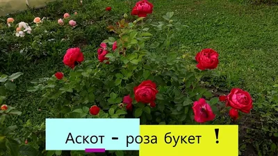 Фотка розы аскот для использования в рекламе