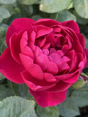 Роза аскот: фотография в различных форматах