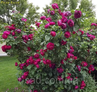 Фотография розы аскот для создания коллажа