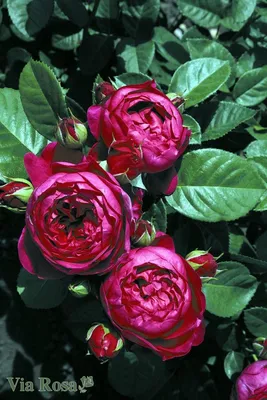Роза аскот: элегантное изображение