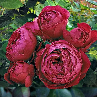 Фотка розы аскот в разных размерах