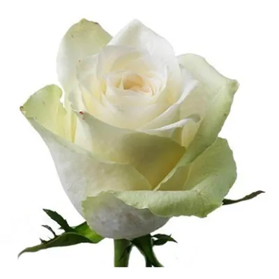 4) Красивая Роза Атена в формате jpg