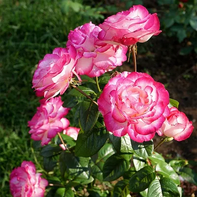 Роза атлас в формате jpg для скачивания