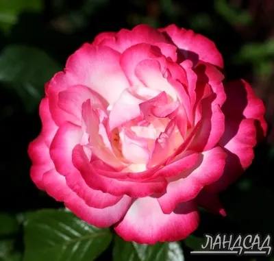 Фото розы атлас в высоком разрешении
