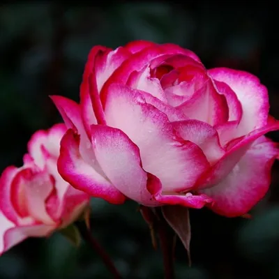Фотография розы атлас в формате png