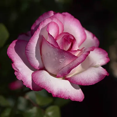 Роза атлас в формате webp - качество без потерь