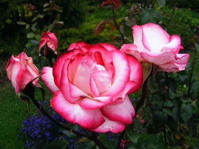 Картинка розы атлас с оригинальными оттенками
