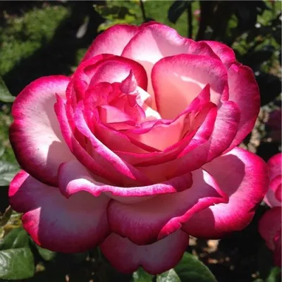 Изображение розы атлас с эффектом глубины