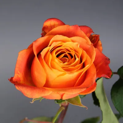 Изящное фото розы атомик размером 1080x720