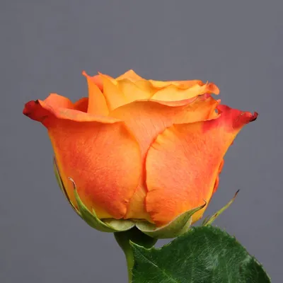 Вдохновляющее изображение розы атомик для скачивания