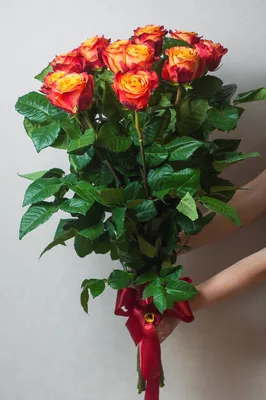 Фото розы атомик, которое вызывает умиление