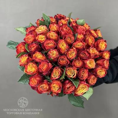 Превосходное изображение розы атомик в формате webp