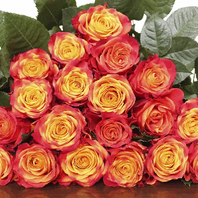 Красивое изображение розы атомик для скачивания webp