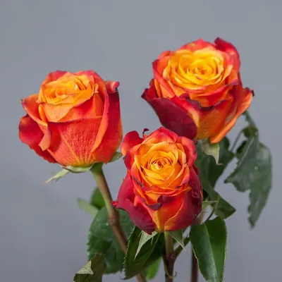 Уникальное изображение розы атомик с шикарными цветами