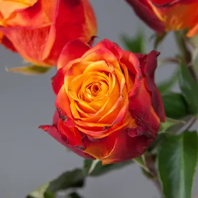 Фотка розы атомик, которая перенесет вас в мир красоты