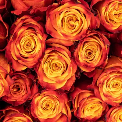 Великолепное фото розы атомик с потрясающей детализацией