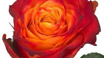 Элегантное изображение розы атомик для скачивания