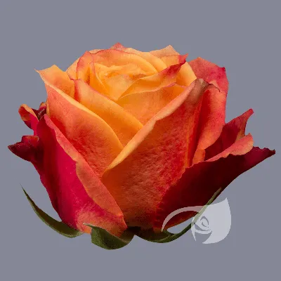Фото розы атомик – нежная красота природы