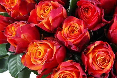 Фотография розы атомик, воплощающая идеал красоты