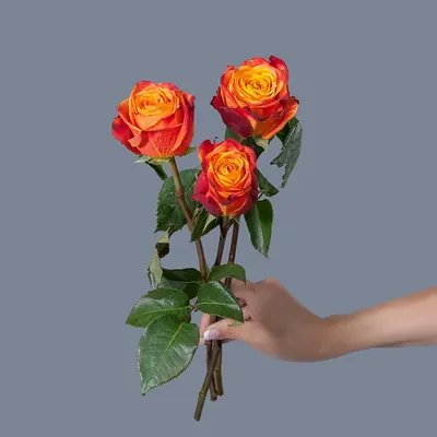 Завораживающая фото розы атомик в формате png