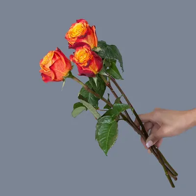 Потрясающая фотография розы атомик с высоким разрешением