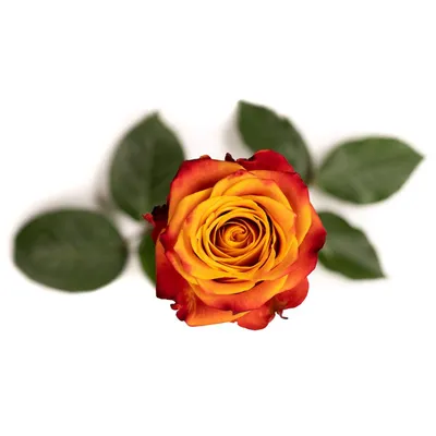 Красивое изображение розы атомик размером 1920x1080