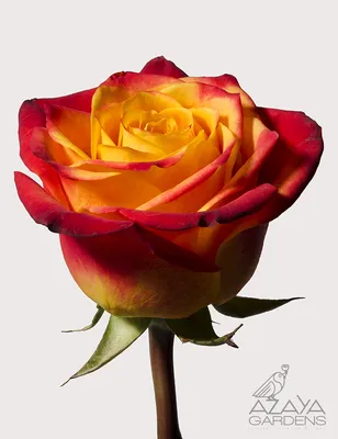 Великолепное фото розы атомик для скачивания