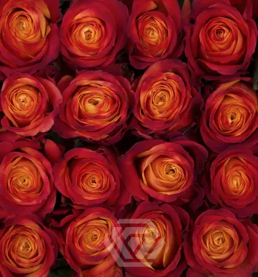 Впечатляющая фотография розы атомик размером 1920x1080