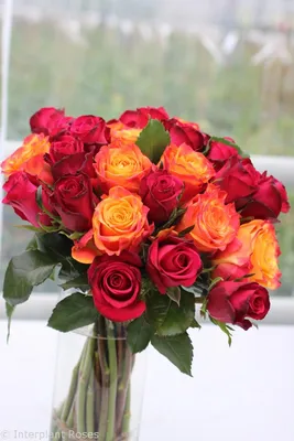 Лучшая фотография розы атомик с прекрасной цветовой гаммой