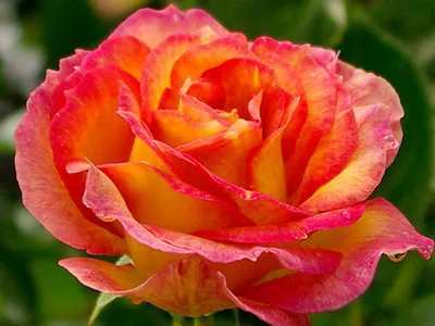 Уникальная картинка розы атомик в формате jpg для настоящих ценителей красоты