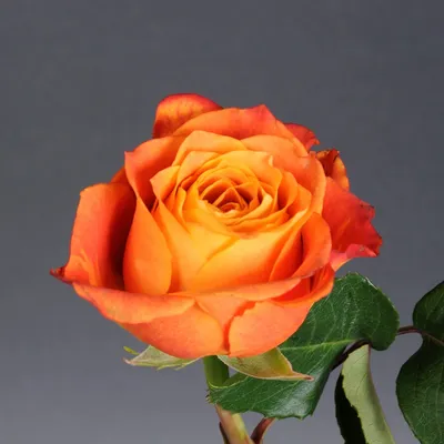 Фото розы атомик с прекрасными деталями