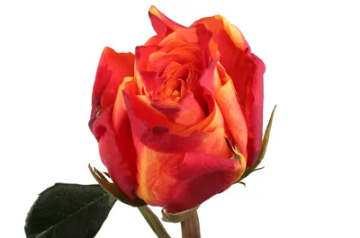 Привлекательная картинка розы атомик для скачивания